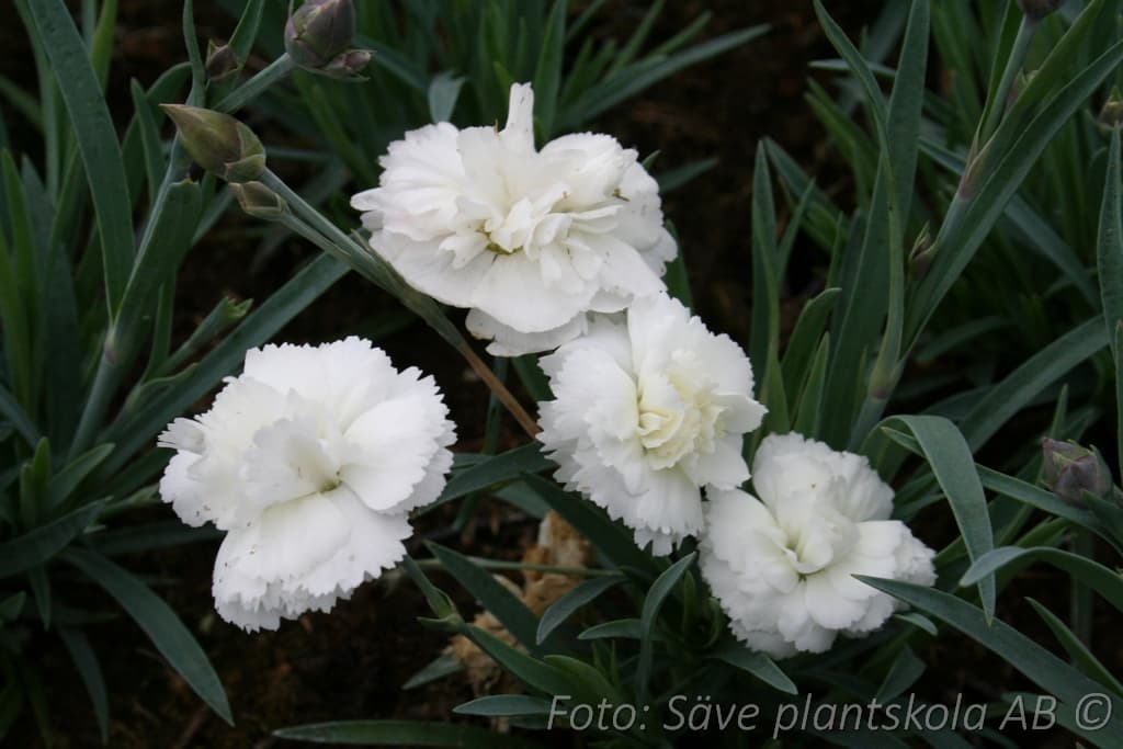 Dianthus plumarius 'Angel of Purity'