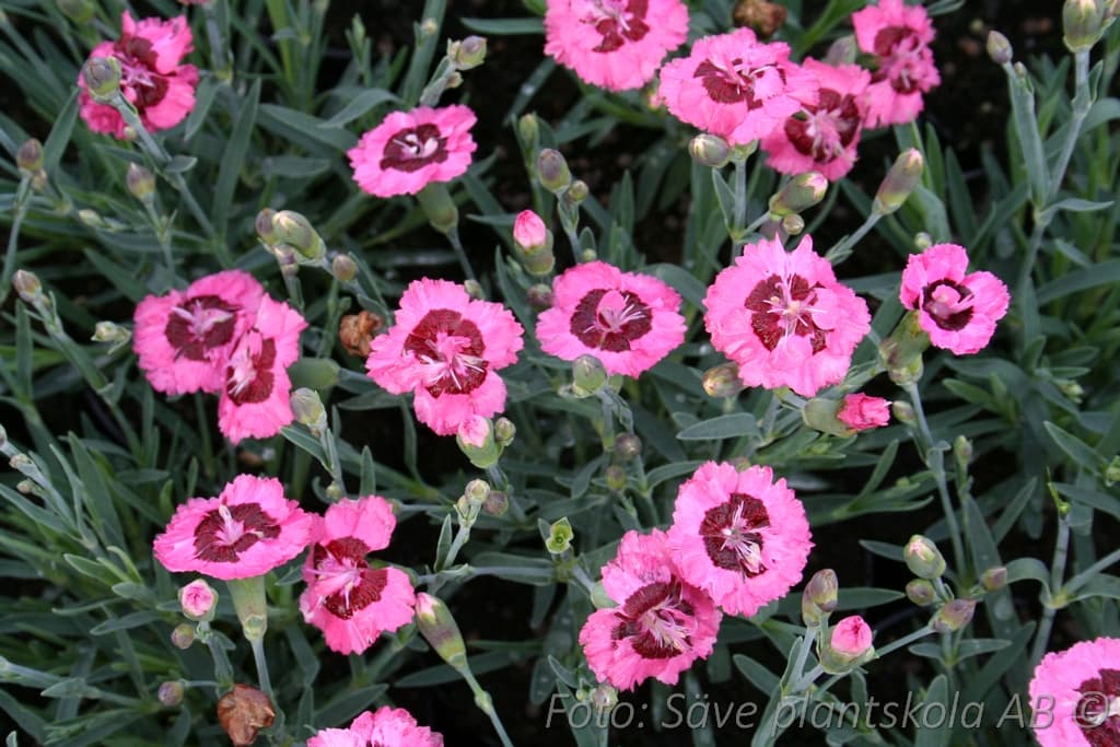 Dianthus plumarius 'Angel of Virtue'