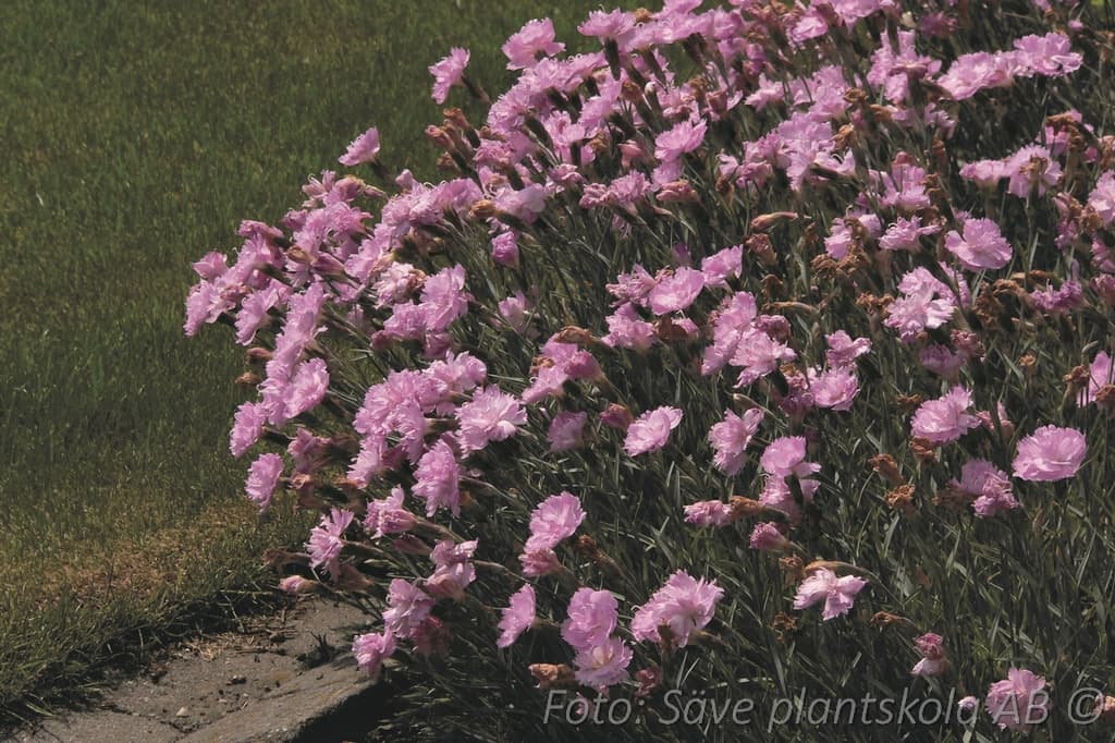 Dianthus plumarius 'Double Rose'