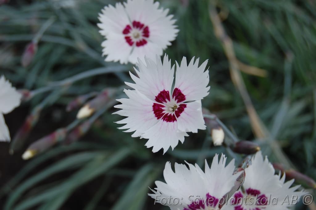 Dianthus plumarius 'Marieberg' Grönt kulturarv ®