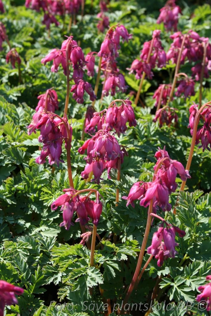 Dicentra formosa  'Luxuriant'