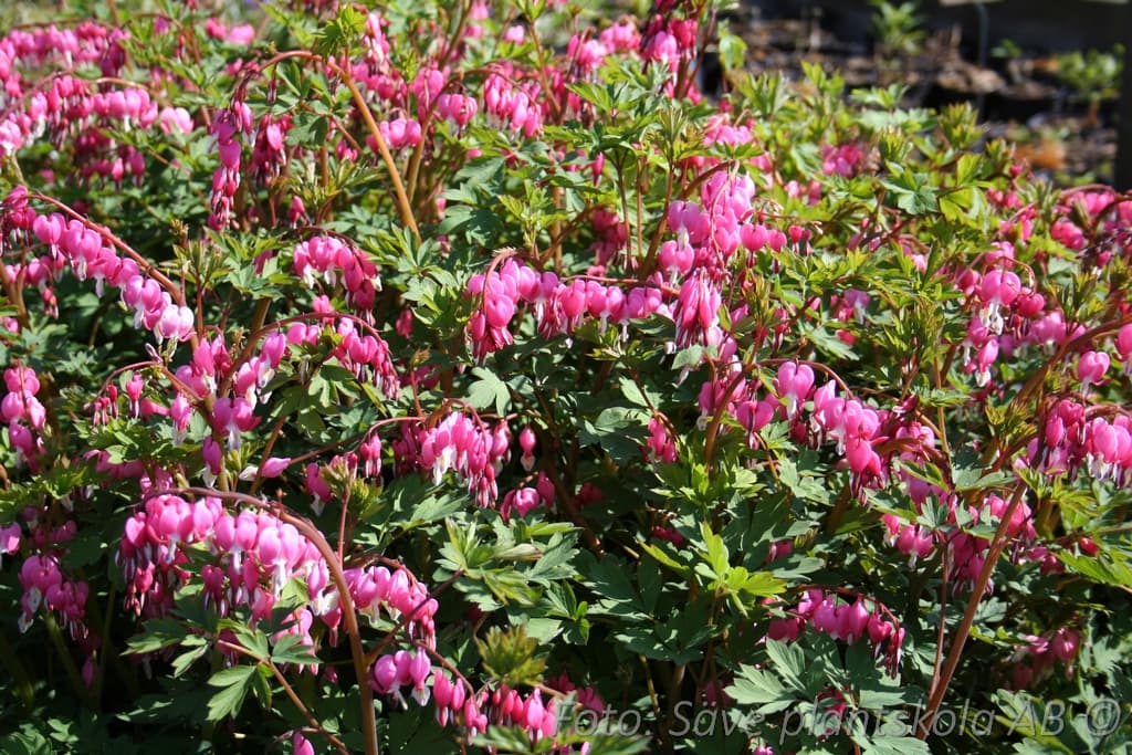 Lamprocapnos spectabilis