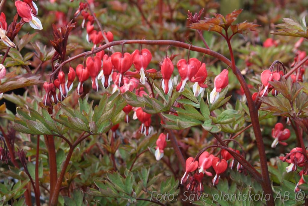 Lamprocapnos spectabilis 'Valentine' (P
