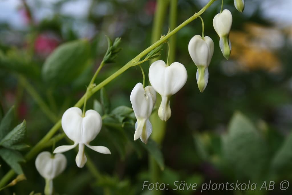 Lamprocapnos spectabilis 'Alba'
