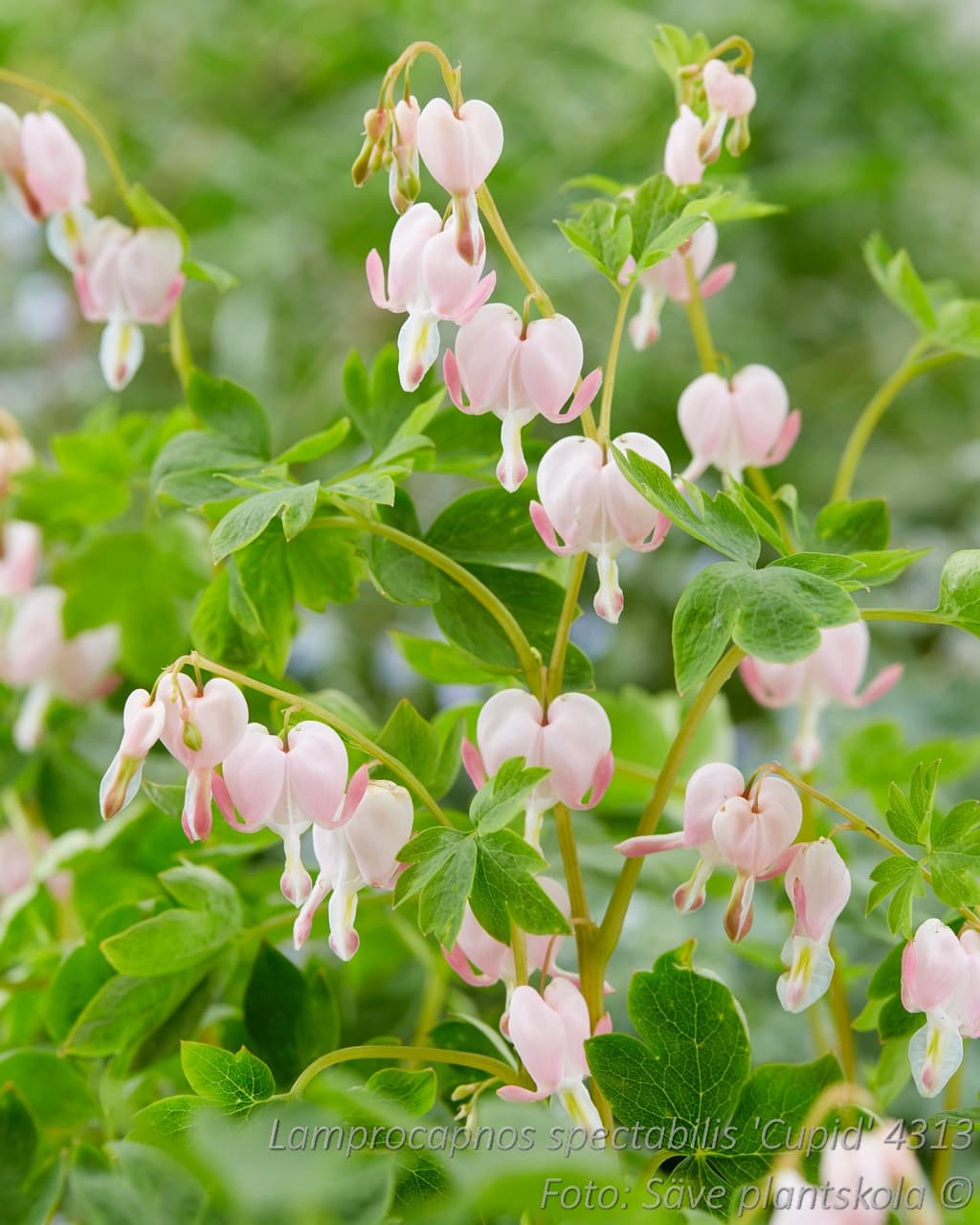 Lamprocapnos spectabilis 'Cupid'
