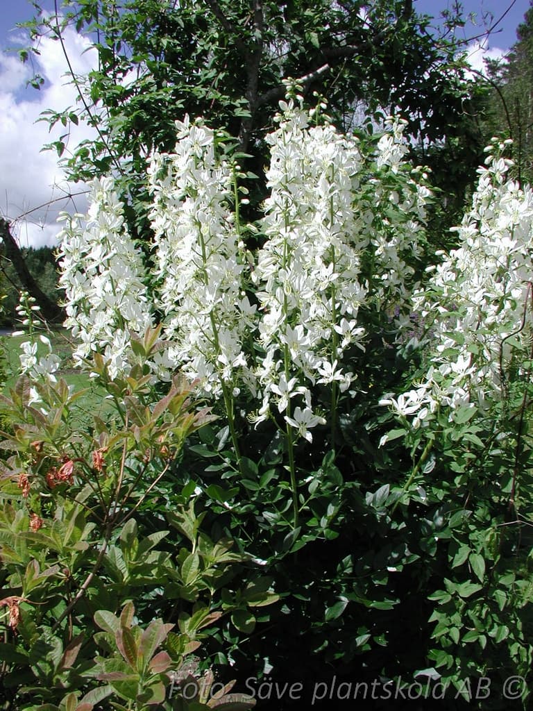 Dictamnus albus 'Albiflorus'