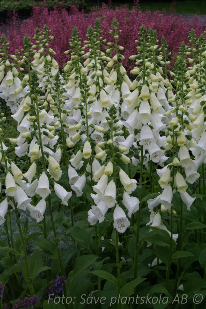 Digitalis purpurea 'Alba'