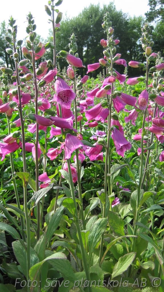 Digitalis purpurea 'Rosa'