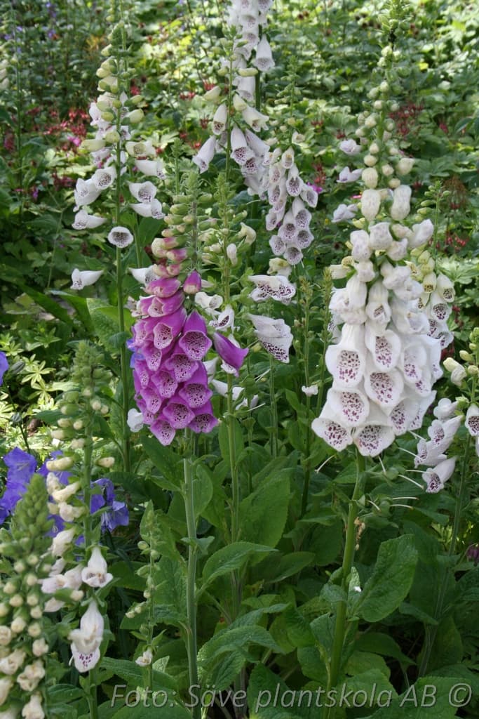 Digitalis purpurea 'Foxy'