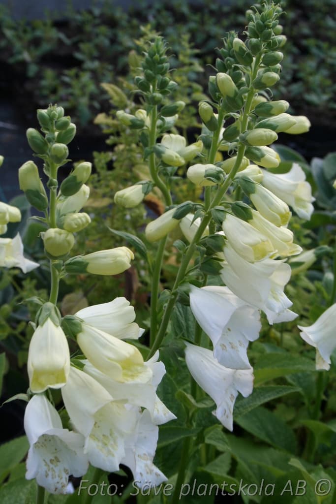 Digitalis purpurea 'Snow Thimble'