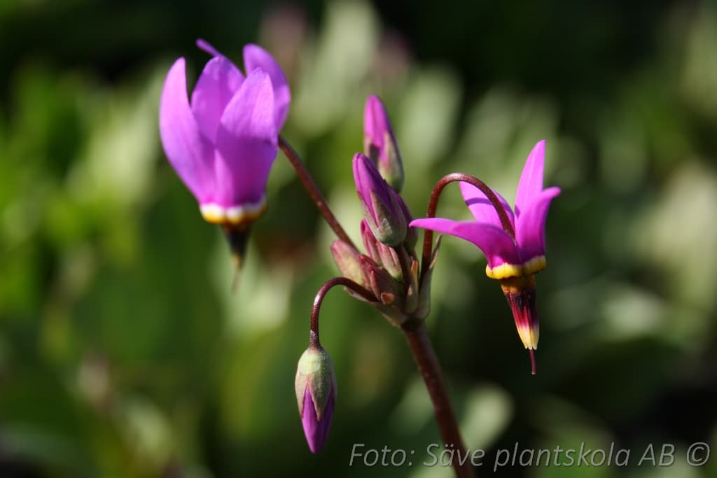 Dodecatheon meadia