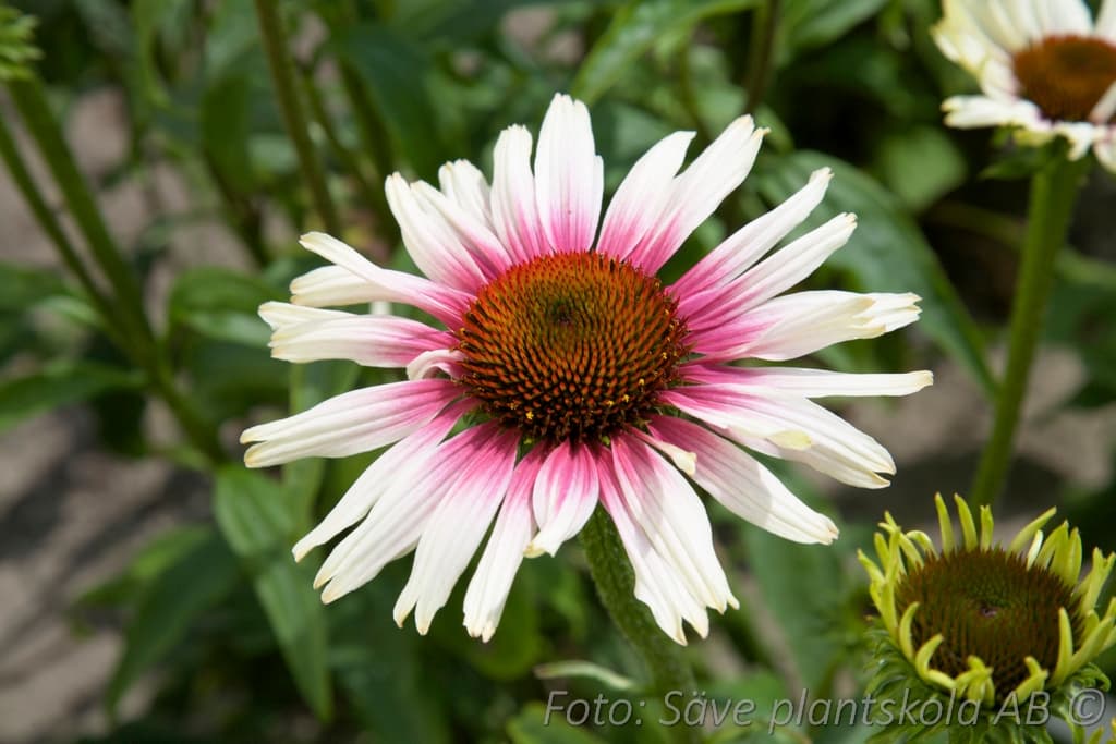 Echinacea 'Funky White'