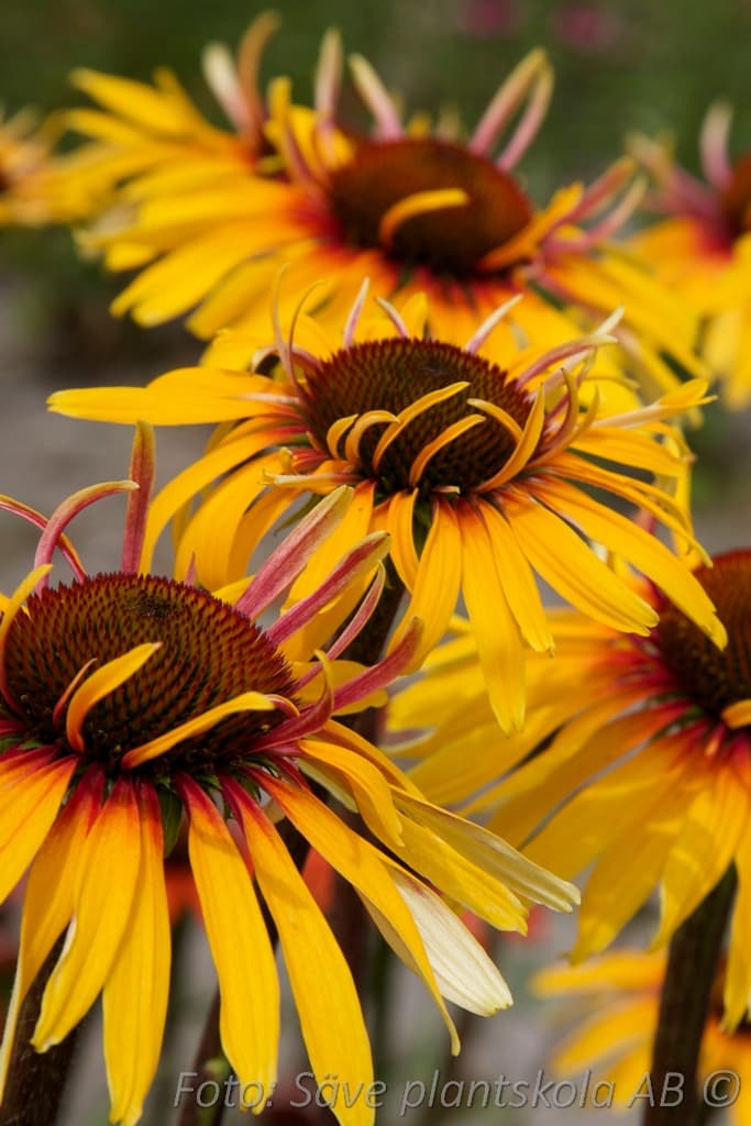 Echinacea 'Funky Yellow'