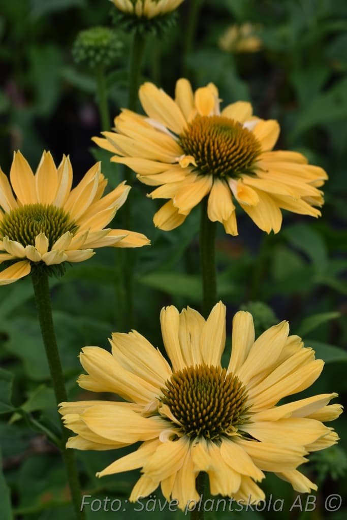 Echinacea 'Aloha' (PBR)