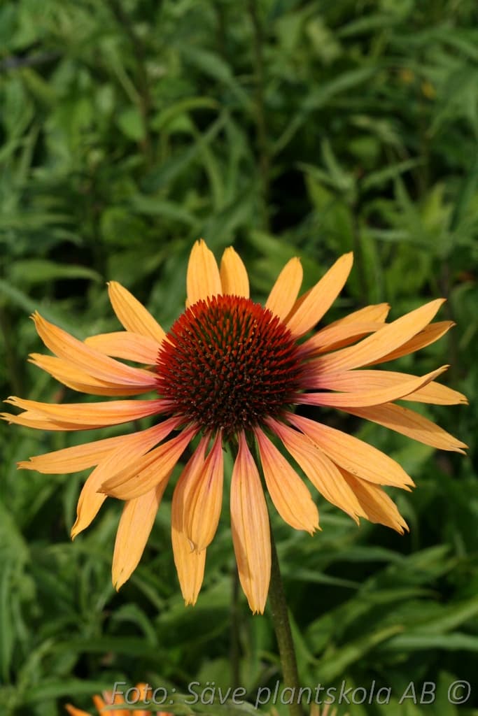 Echinacea 'Big Kahuna' (PBR)