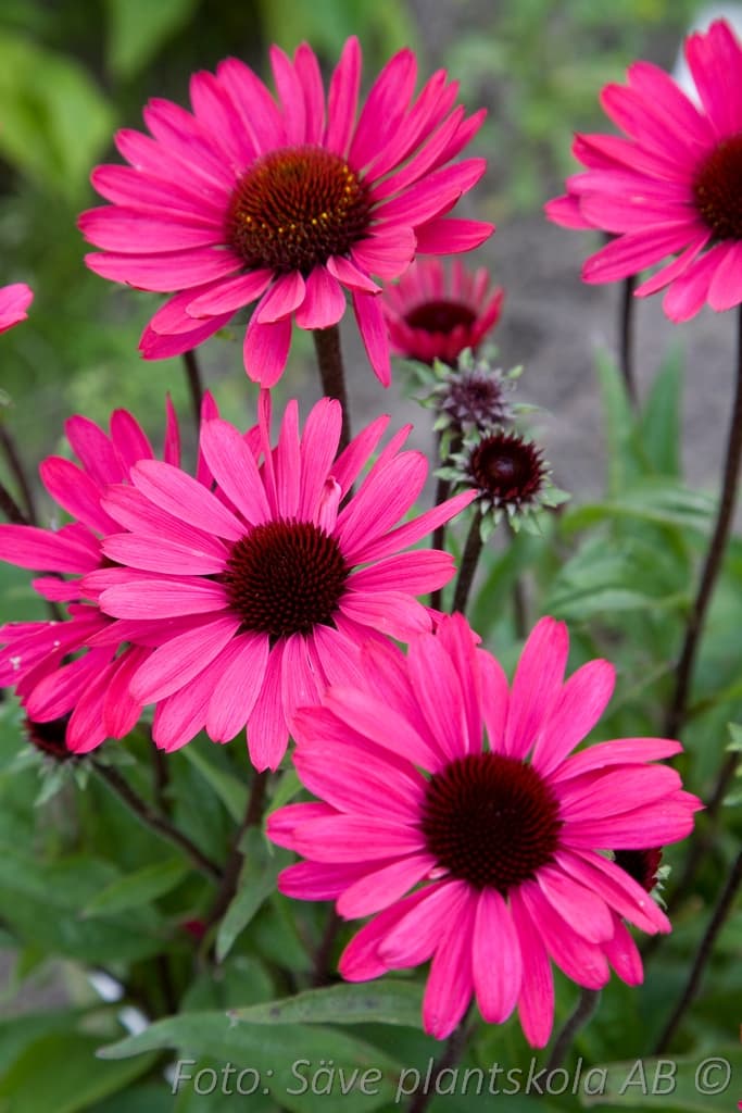 Echinacea 'Summer Cloud'
