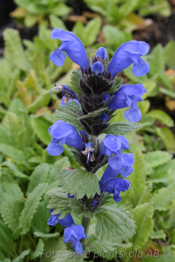 Dracocephalum grandiflorum