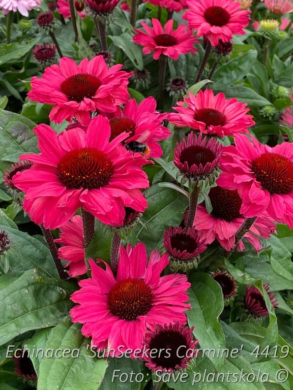 Echinacea 'SunSeekers Carmine' (PBR)