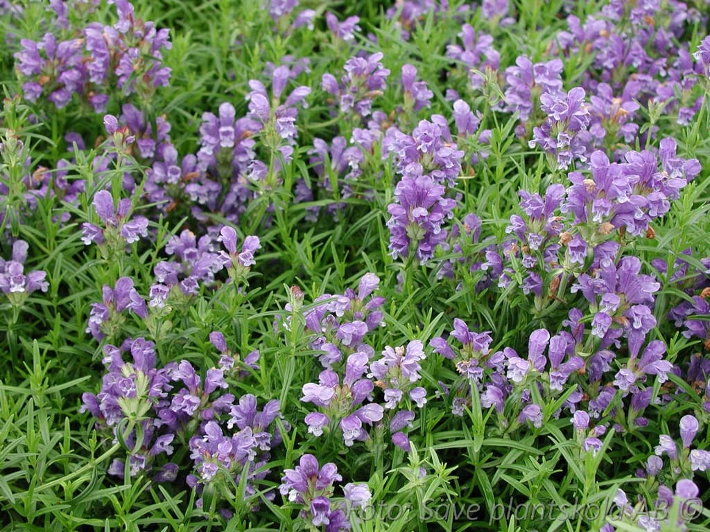 Dracocephalum ruyschiana