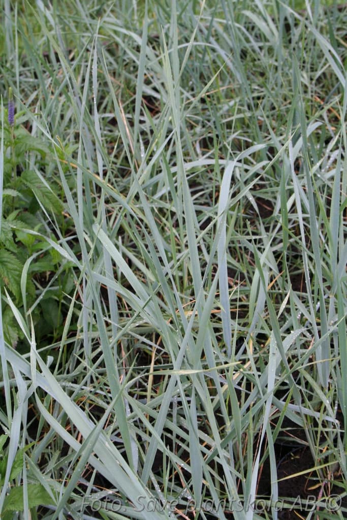 Leymus arenarius 'Blue Dune'