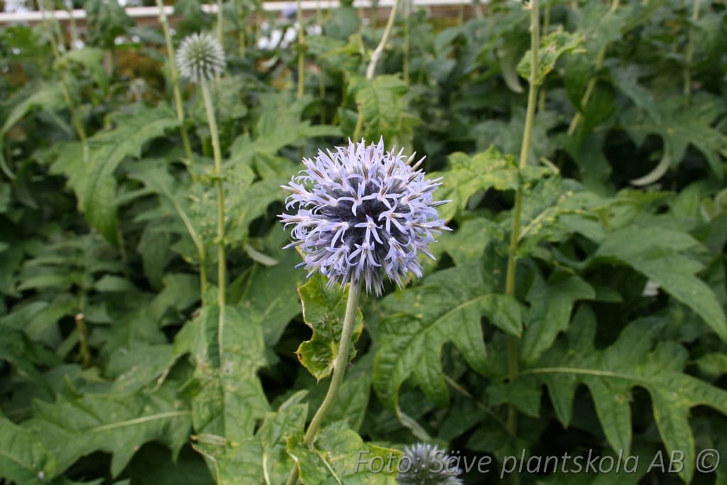 Echinops bannaticus 'Taplow Blue' 1 L