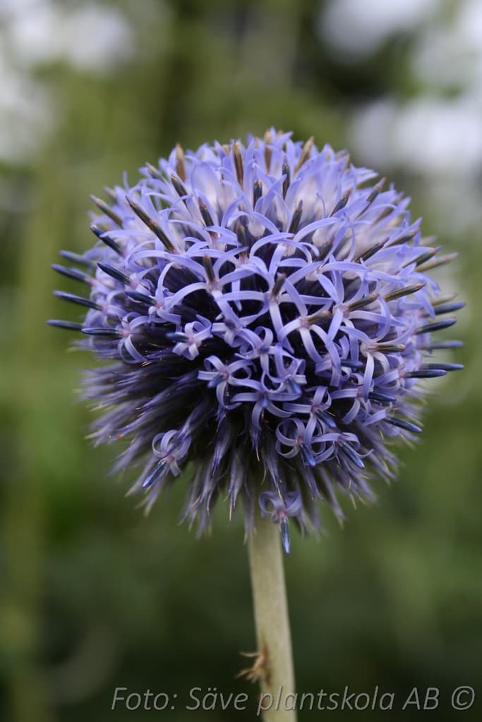 Echinops bannaticus 'Veitch's Blue' 1 L