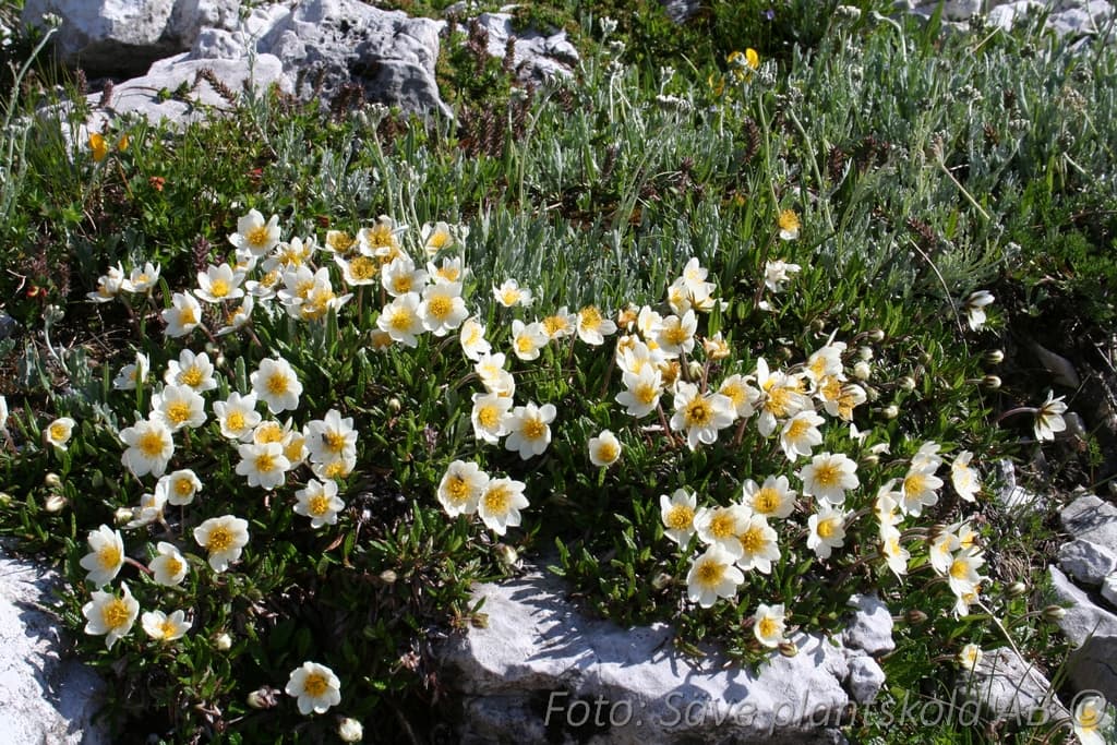 Dryas suendermannii