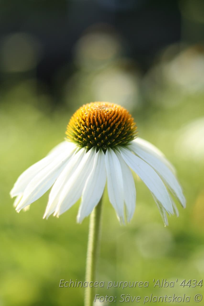 Echinacea purpurea  'Alba'