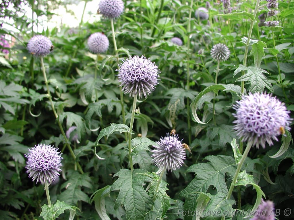 Echinops bannaticus  'Taplow Blue' 11c