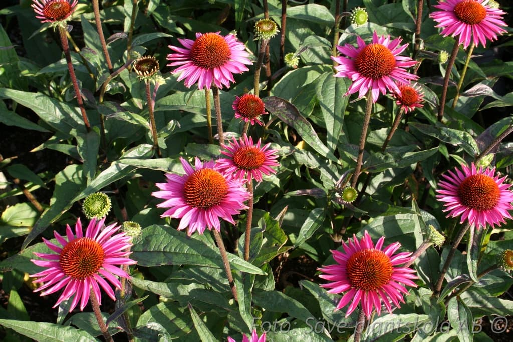 Echinacea 'Pica Bella'
