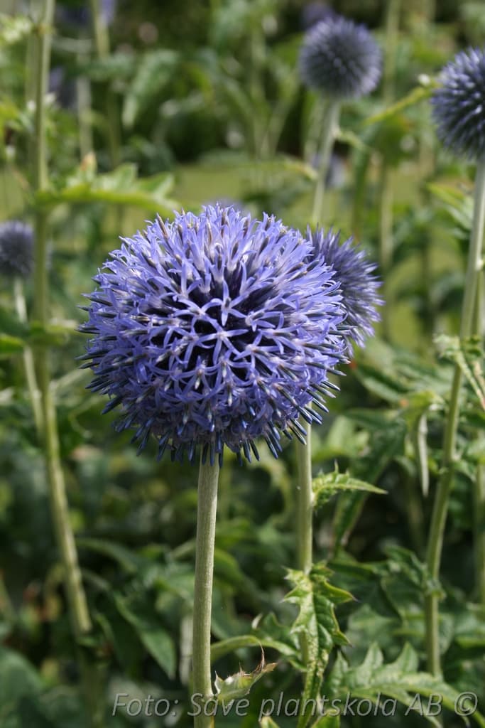 Echinops bannaticus