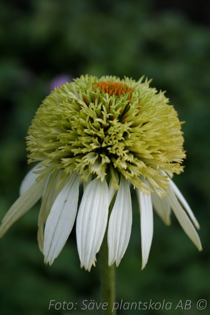 Echinacea  'Coconut Lime' (PBR)