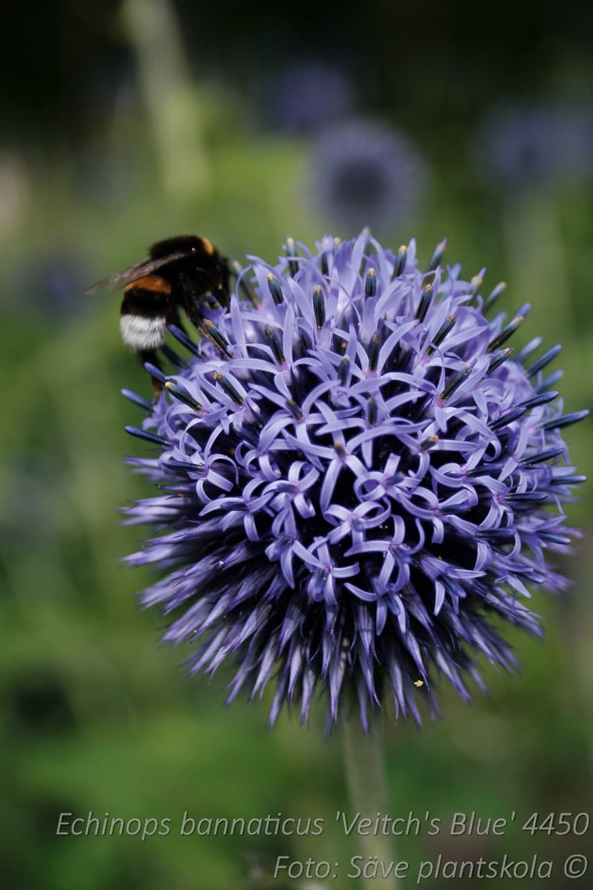 Echinops bannaticus 'Veitch's Blue' P9