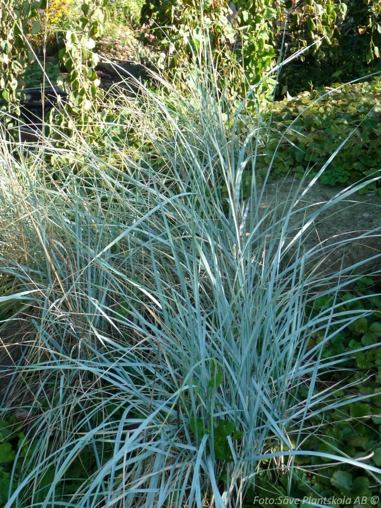 Elymus magellanicus
