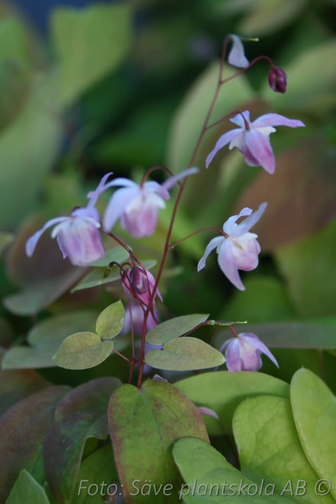 Epimedium grandiflorum 'Lilafee'