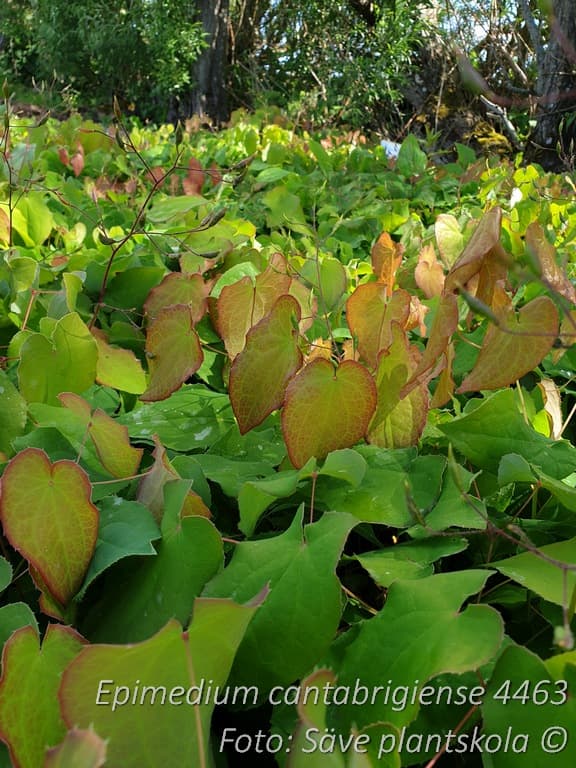 Epimedium cantabrigiense