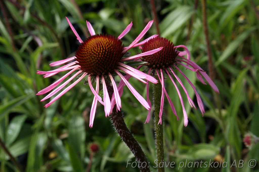 Echinacea pallida