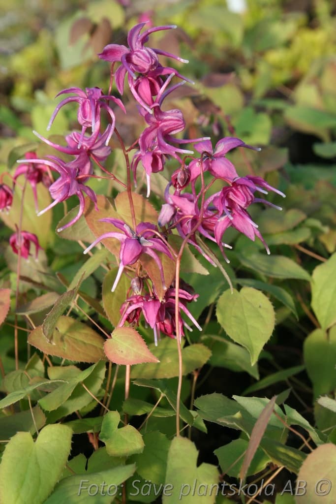 Epimedium grandiflorum 'Red Beauty'