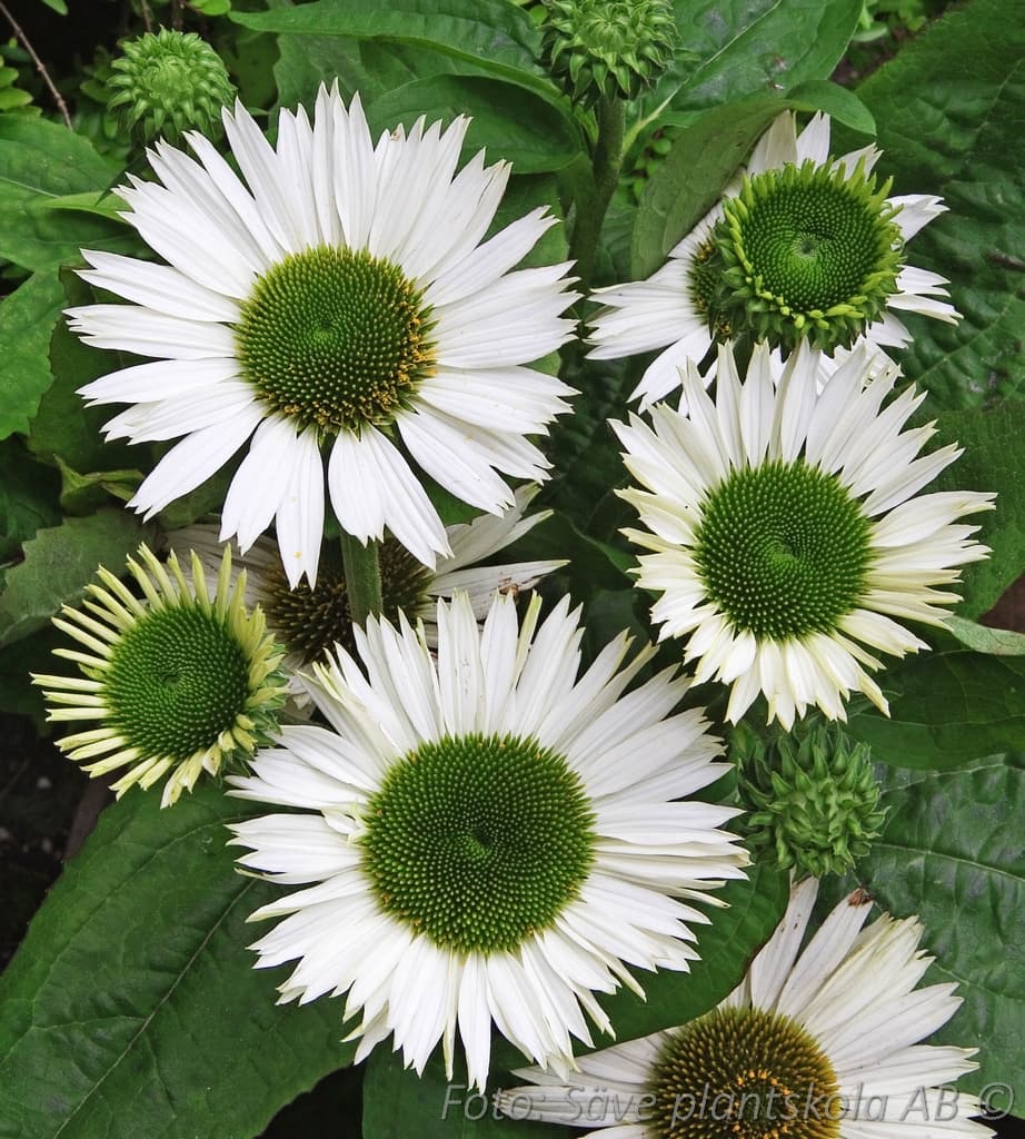 Echinacea  'Virgin' (PBR)