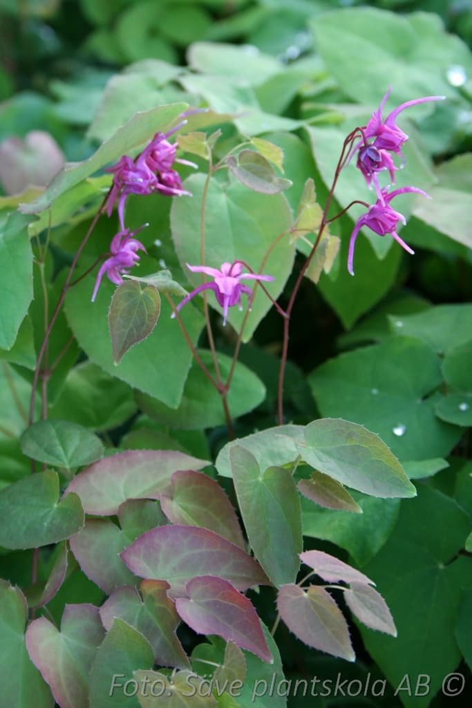 Epimedium rubrum