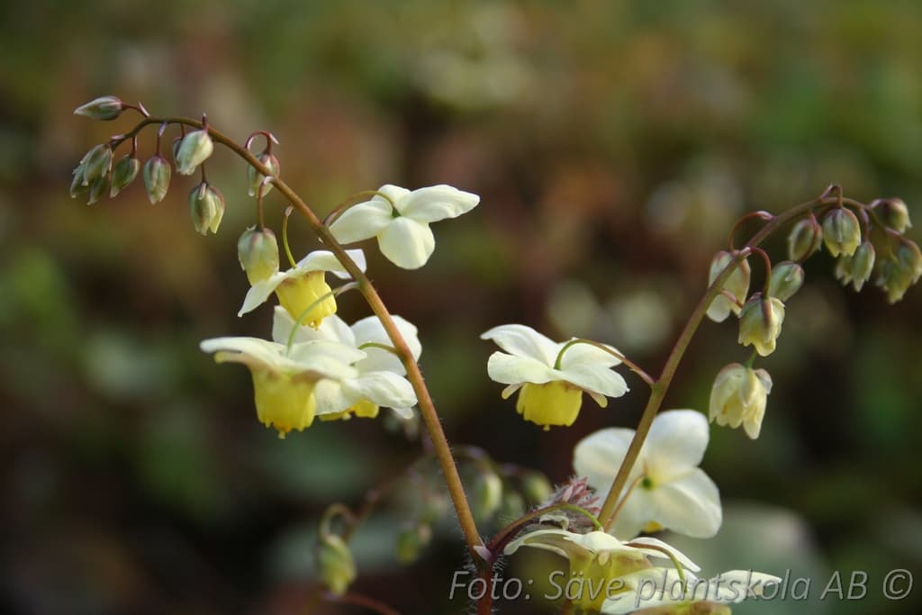 Epimedium versicolor 'Sulphureum'