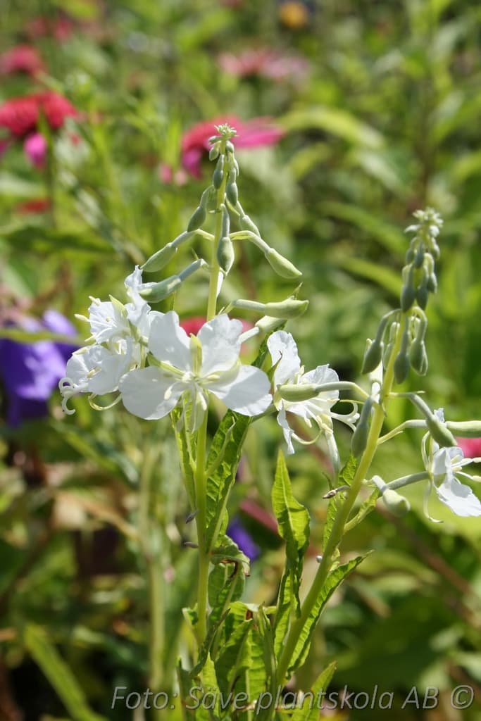 Chamaenerion angustifolium 'Album'