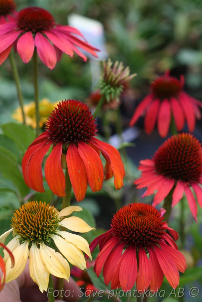 Echinacea 'Cheyenne Spirit'