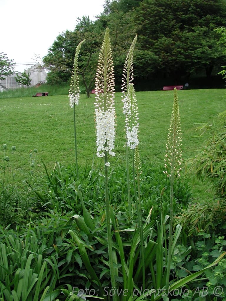 Eremurus himalaicus