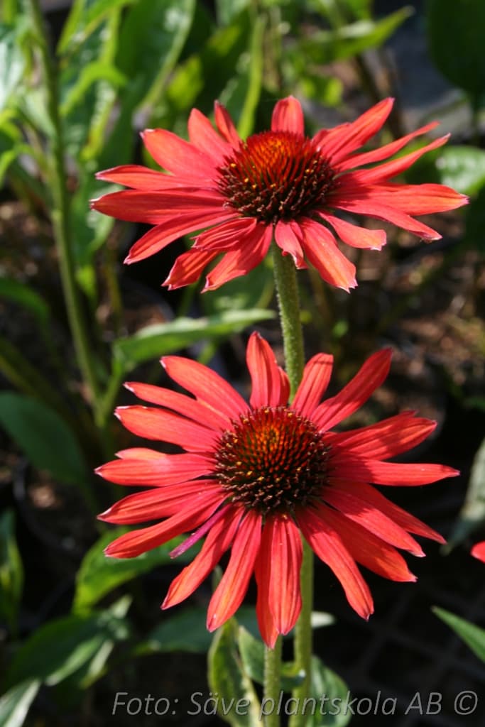 Echinacea 'Hot Summer' (PBR)