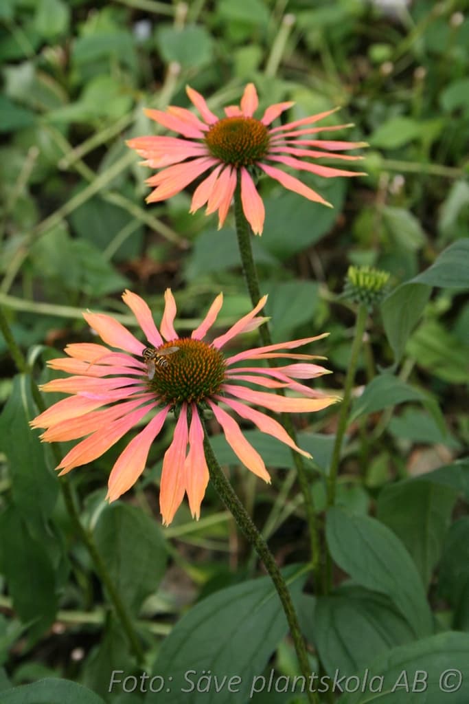 Echinacea  'Summer Cocktail' (PBR)