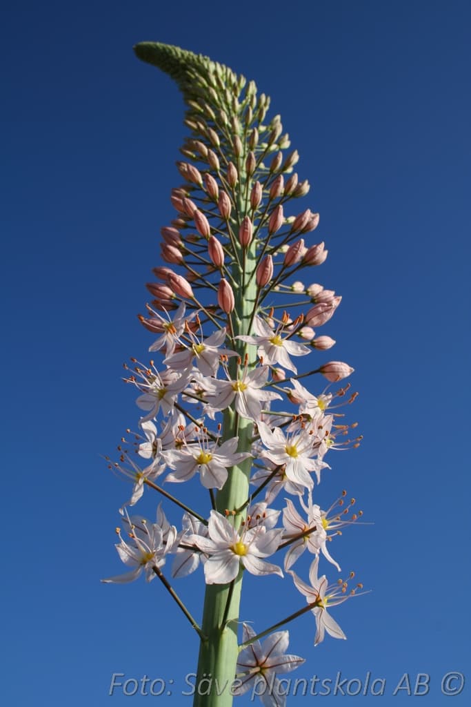 Eremurus robustus