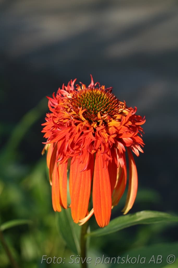 Echinacea  'Hot Papaya' (PBR)