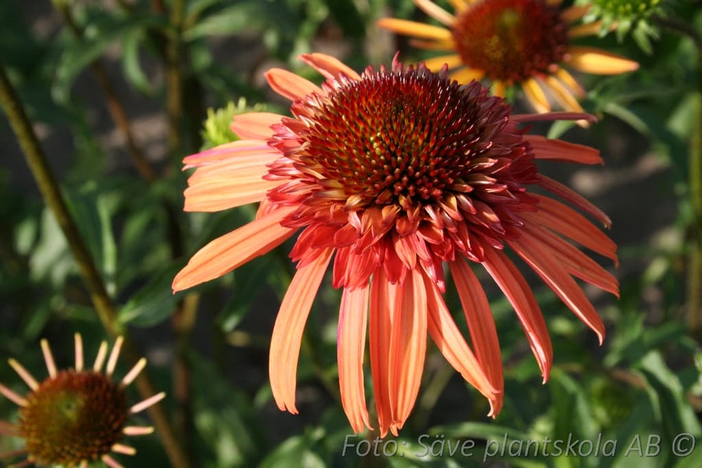 Echinacea 'Irresistible ' (PBR)