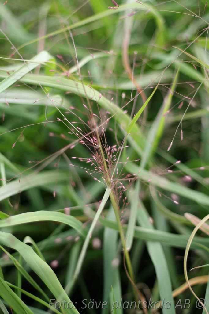 Eragrostis spectabilis